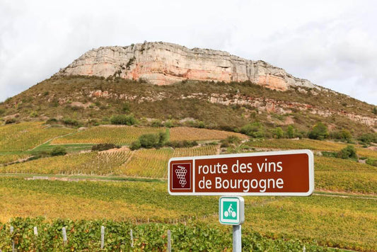 Burgundy Wines Tasting: 13th December